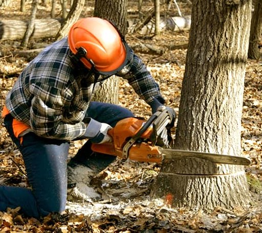 Tree Removal in Hatley, WI